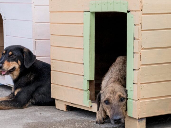 Konsultacje z wolontariuszami w związku z budową nowoczesnego schroniska dla psów we Wrześni