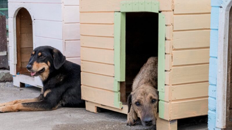 Konsultacje z wolontariuszami w związku z budową nowoczesnego schroniska dla psów we Wrześni
